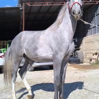 Puledro sella italiana 2024