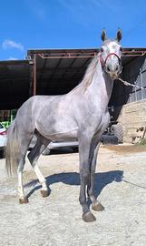 Puledro sella italiana 2024