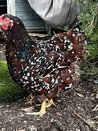 Marans windott siciliana