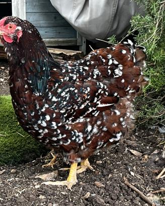 Marans windott siciliana