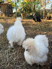 Stormo Moroseta Bianche