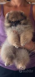 Spitz tedesco nano (Pomerania)- Pedigree Enci rosa