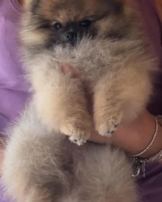 Spitz tedesco nano (Pomerania)- Pedigree Enci rosa