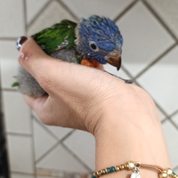 Lory arcobaleno
