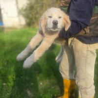 Cucciolo di maremmano
