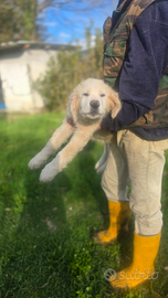 Cucciolo di maremmano