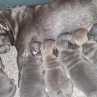 Bulldog francese blu