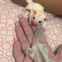 Cuccioli di Petauro Leucistic