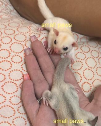 Cuccioli di Petauro Leucistic
