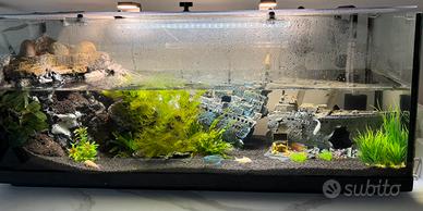 Acquario