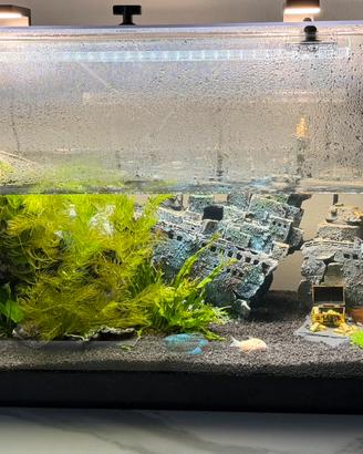 Acquario
