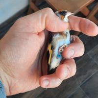 Coppia cardellini taglia piccola