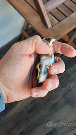 Coppia cardellini taglia piccola