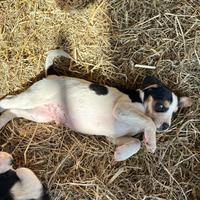 Cuccioli meticci
