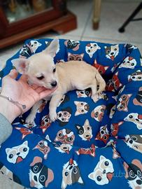 Chihuahua piccola femmina
