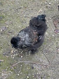 Moroseta Galletto di bei colori