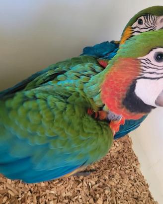 Pappagalli Ara Arlecchino DA IMBECCO