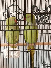 Parrocchetto dal collare