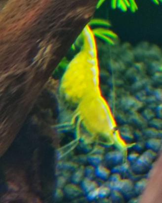 Neocaridine yellow neon