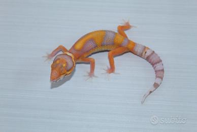 geco leopardino 