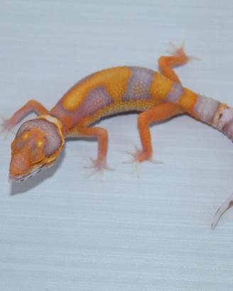 geco leopardino 