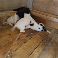 Cuccioli di Lagotto romagnolo