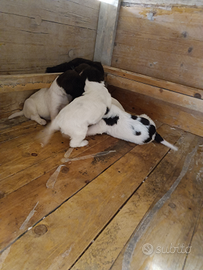 Cuccioli di Lagotto romagnolo