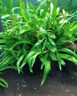 Piante x acquario