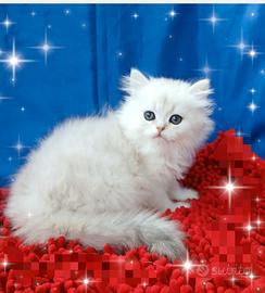 Gattino British longhair