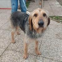 Ettore Orecchie a cotoletta e occhi da sciogliersi