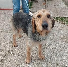 Ettore Orecchie a cotoletta e occhi da sciogliersi