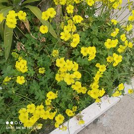 Aiuto cuoca,lavapiatti