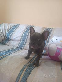 Bulldog francese total blu esotico