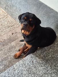 Cucciolo ( 9 mesi) femmina di Rottweiler