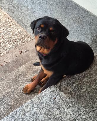Cucciolo ( 9 mesi) femmina di Rottweiler