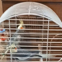 Coppia calopsite di 1 anno