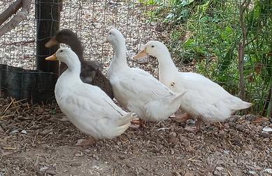 Anatra pechino