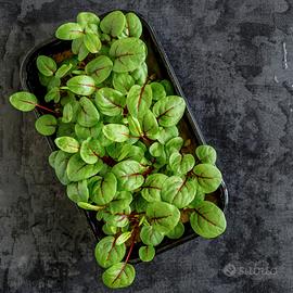 acetosa venata rossa più 25 vasi di coltivazione