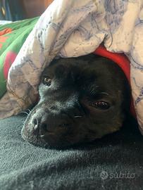 Staffy femmina