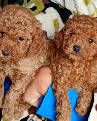 Barboncini rossi nati 21 9 25