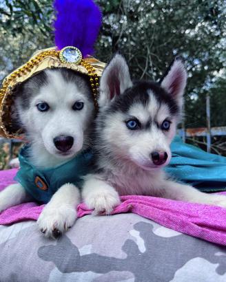 Siberian Husky pedigree enci consegna tutta Italia