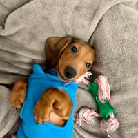 Cucciolo di Bassotto