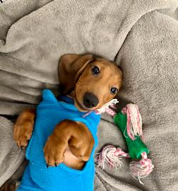 Cucciolo di Bassotto