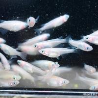 Pesce laghetto orizias latipes medaka white lame