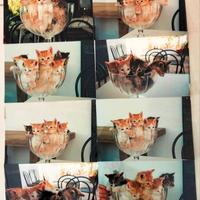 Fotografie di Gattini [vintage]