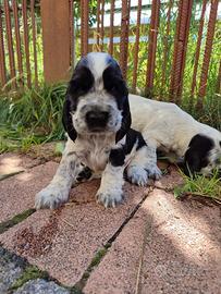 Cuccioli di cocker