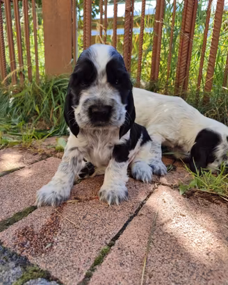 Cuccioli di cocker