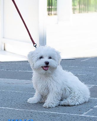 Maltesi cuccioli