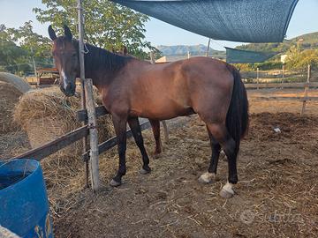 castrone sella italiano 14 anni