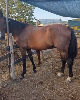 castrone sella italiano 14 anni